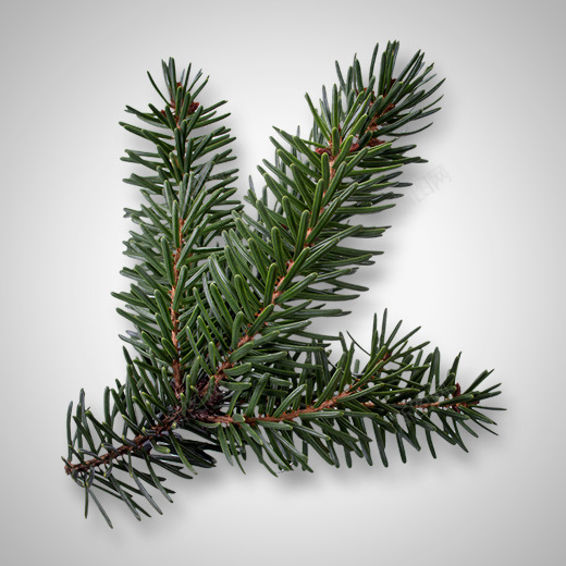 绿色圣诞针叶元素psd免抠素材_新图网 https://ixintu.com 圣诞树 圣诞节 植物 绿色 自然 节日 装饰 针叶