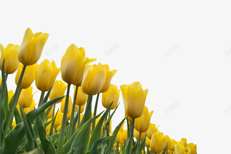 美丽的黄色郁金香花朵png免抠素材_新图网 https://ixintu.com 叶子 植物 简图 美丽的 花卉 花朵 花瓣 郁金香