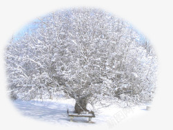 雪中大树素材