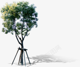创意摄影合成效果在室外的大树png免抠素材_新图网 https://ixintu.com 创意 合成 大树 室外 摄影 效果