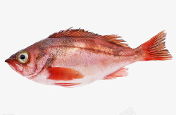 红色的鱼摄影素材