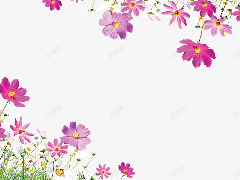背景装饰png免抠素材_新图网 https://ixintu.com 太阳花 女装 植物 红色 背景装饰 花朵
