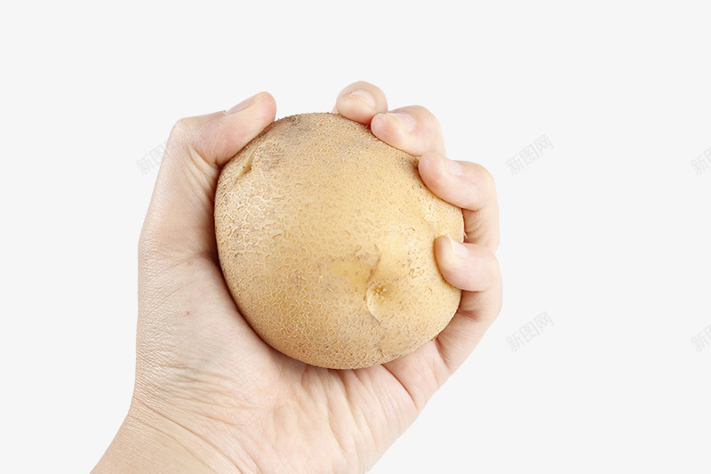 手握着的土豆png免抠素材_新图网 https://ixintu.com 土豆 手握着 洋山芋