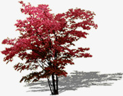 红色树叶大树景观装饰素材