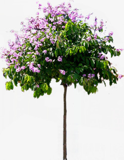紫色花朵大树景观素材