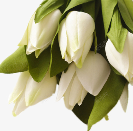 白色的郁金香png免抠素材_新图网 https://ixintu.com 一把白花 绿色叶子 美丽的花 花朵