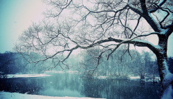 冬季湖面树林风景素材