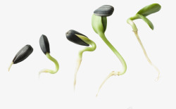 绿植成长过程植物发芽过程高清图片