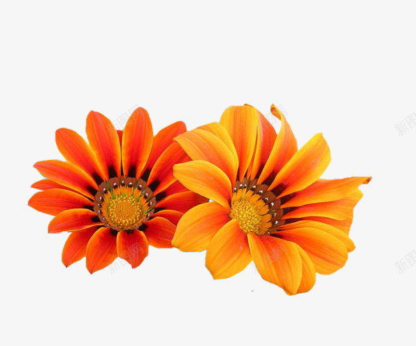 橘黄色的花朵png免抠素材_新图网 https://ixintu.com 嫩黄色的花朵 植物 绽放的花朵 美丽的花朵 花朵 花朵免抠素材 花朵饰品 花瓣 鲜艳的花朵