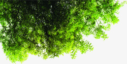 绿树繁花植物大树素材