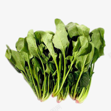 新鲜的菠菜png免抠素材_新图网 https://ixintu.com png图片素材 产品实物 新鲜的菠菜 时令蔬菜 绿色食品免费png素材 进口蔬菜 青菜