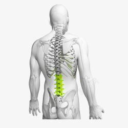 人体疼痛部位不规则图形绿色脊椎人体高清图片