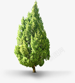 绿树环保植物大树景观png免抠素材_新图网 https://ixintu.com 大树 景观 植物 环保 绿树