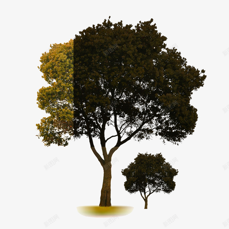 阳光下的树psd免抠素材_新图网 https://ixintu.com 呵护 大树和小树 成长 成长过程 树 母子 母子树 阳光
