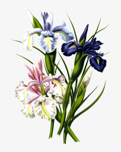 颜色各异争奇斗艳的花朵图案高清图片