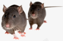 短耳朵两只老鼠高清图片