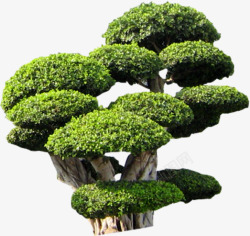 绿色大树植物景观素材