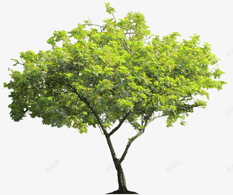 绿色茂盛大树png免抠素材_新图网 https://ixintu.com 产品实图 大树 绿色 茂盛