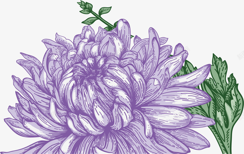紫色的花朵矢量图ai免抠素材_新图网 https://ixintu.com 创意 卡通 叶子 手绘 绿色 美丽 菊花 香味 鲜花 矢量图