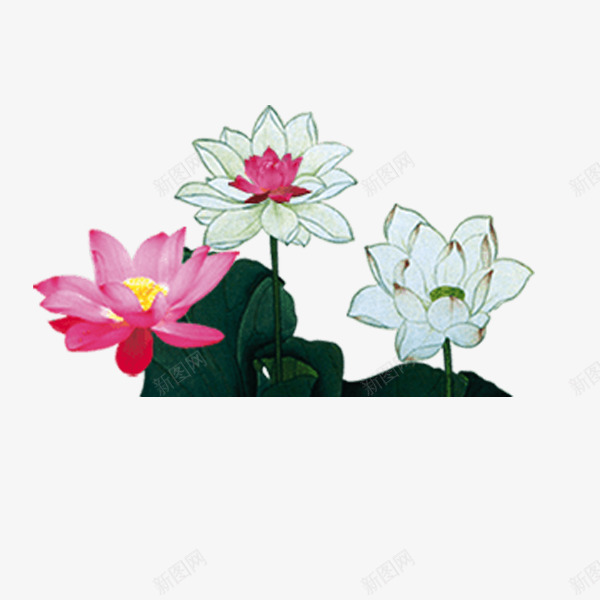古典中国风荷花png免抠素材_新图网 https://ixintu.com 彩绘 漂亮 美丽 花朵
