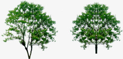绿化大树布局景观素材