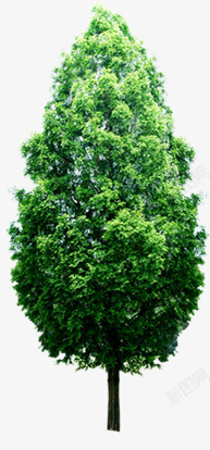 绿色春天植物大树高大素材