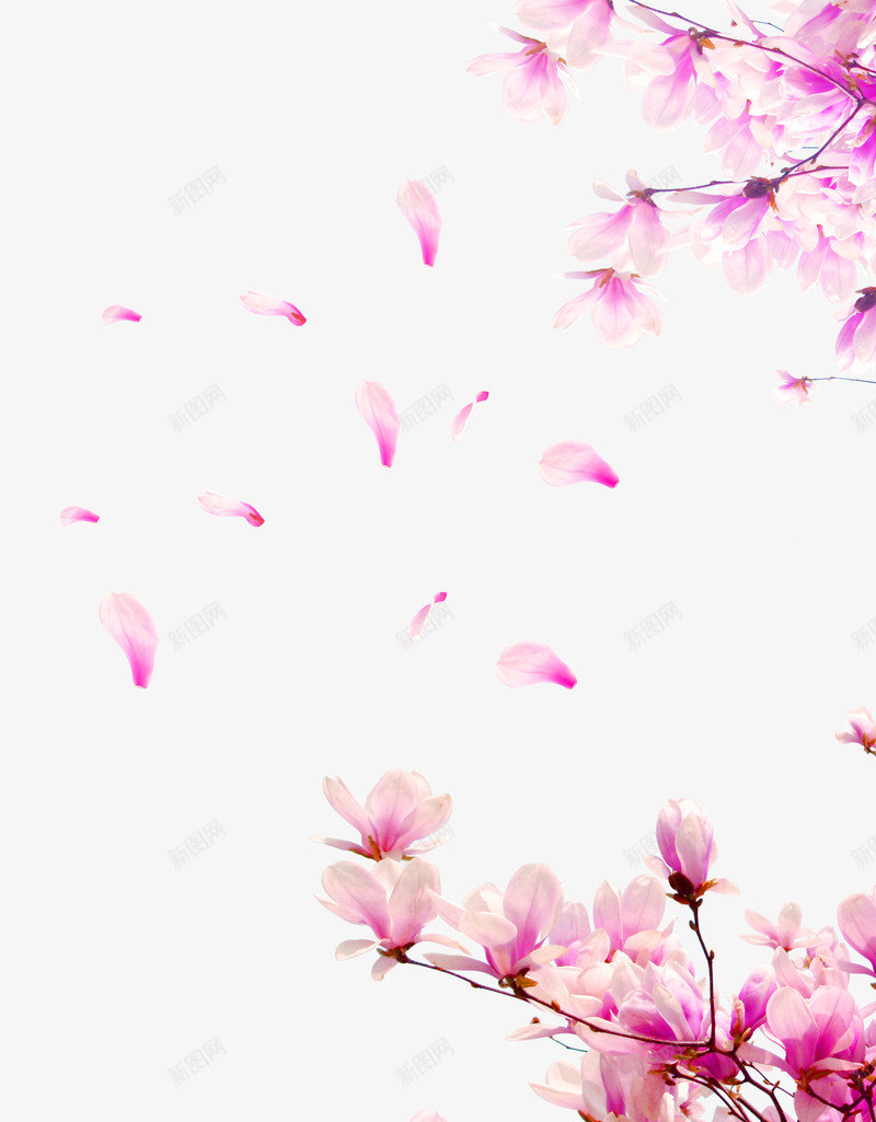 紫色清新花朵花瓣漂浮png免抠素材_新图网 https://ixintu.com 免抠PNG 清新 漂浮 漂浮素材 紫色 花朵 花瓣