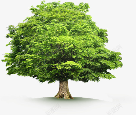 绿树植物景观大树园林png免抠素材_新图网 https://ixintu.com 园林 大树 景观 植物 绿树