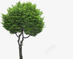 绿色清新大树环境素材