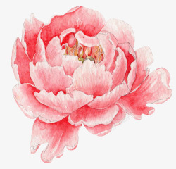 卡通手绘粉色的牡丹花素材
