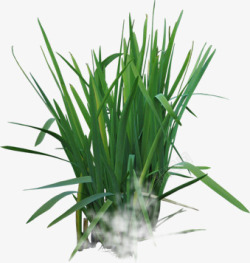 绿色草本植物小麦素材