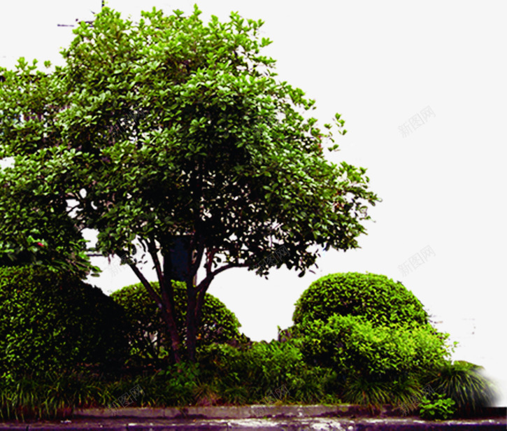 创意摄影绿色大树合成效果png免抠素材_新图网 https://ixintu.com 创意 合成 大树 摄影 效果 绿色