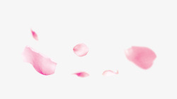 漂浮着的粉色花瓣素材