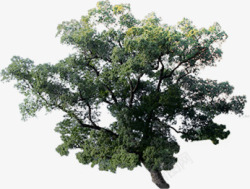 大树美景绿化环保素材