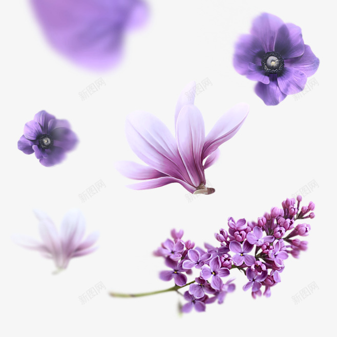 紫色盛开美丽花朵鲜艳png免抠素材_新图网 https://ixintu.com 盛开 紫色 美丽 花朵 鲜艳