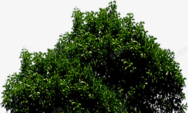 绿色夏季大树景观png免抠素材_新图网 https://ixintu.com 夏季 大树 景观 绿色
