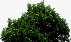 绿色夏季大树景观素材