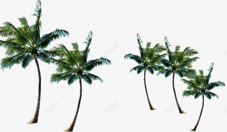 海岛椰子树png免抠素材_新图网 https://ixintu.com 树木 椰子树 海岛 热带