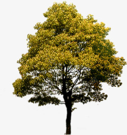 黄色秋季小区景观大树素材