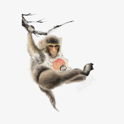 中国风水墨工笔猴子抱桃素材