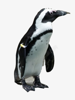 雪地里的企鹅南极企鹅高清图片