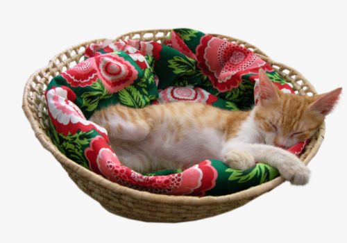 小猫咪睡觉png免抠素材_新图网 https://ixintu.com 免抠 小猫咪 睡觉 篮子 素材