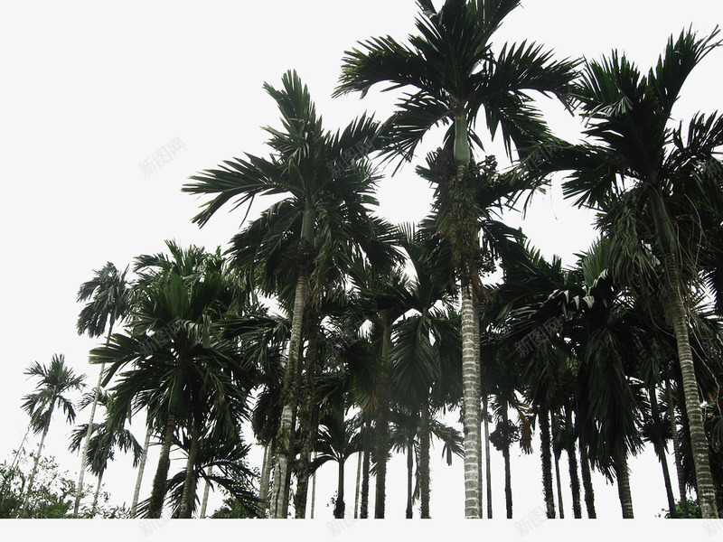 椰子树林png免抠素材_新图网 https://ixintu.com 大树素材 树林 椰子树素材 苍天大树