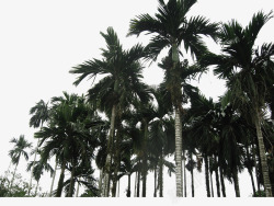 椰子树林素材