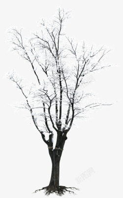 冬季树枝主题马甲海报素材