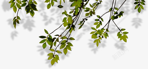 创意摄影绿色的大树树叶png免抠素材_新图网 https://ixintu.com 创意 大树 摄影 树叶 绿色