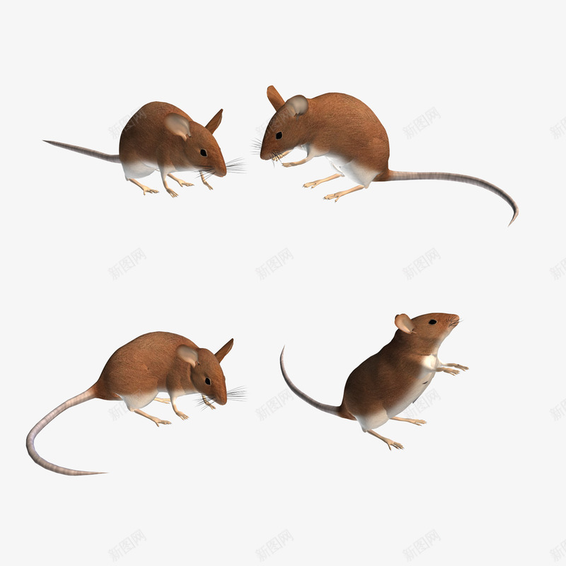 3D老鼠png免抠素材_新图网 https://ixintu.com 3D 各种姿势的老鼠 小老鼠 老鼠