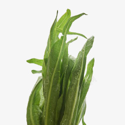 油麦菜素材