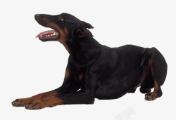 大型宠物狗黑色杜宾犬高清图片