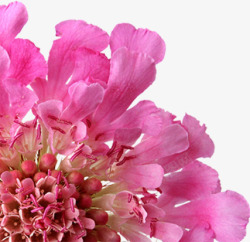 粉色唯美美丽花朵素材